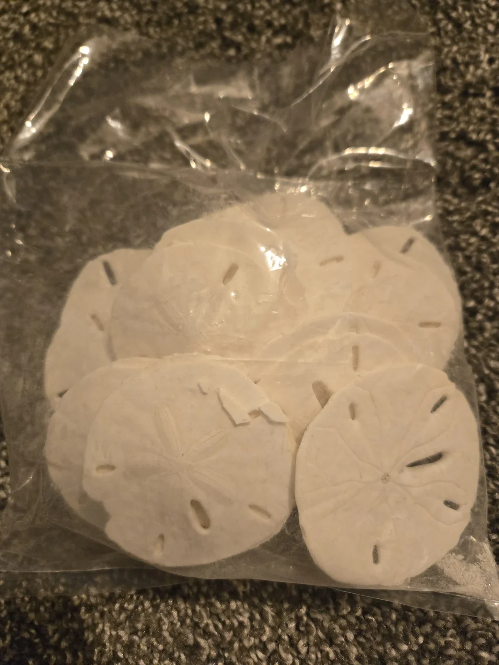 Pack of White Sand Dollars - Natural Sea Shells